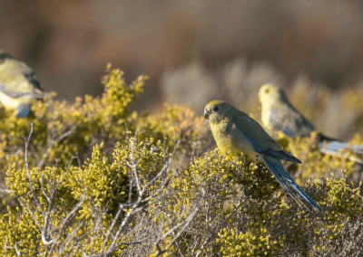 Blue-winged Parrots