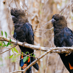 Donate Any Amount to Biodiversity Legacy - Tax Deductible