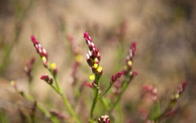 Protecting our coastal saltmarshes