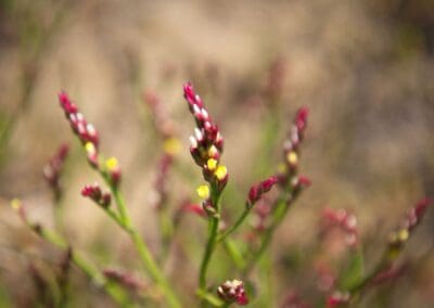 Yellow Sea-lavender