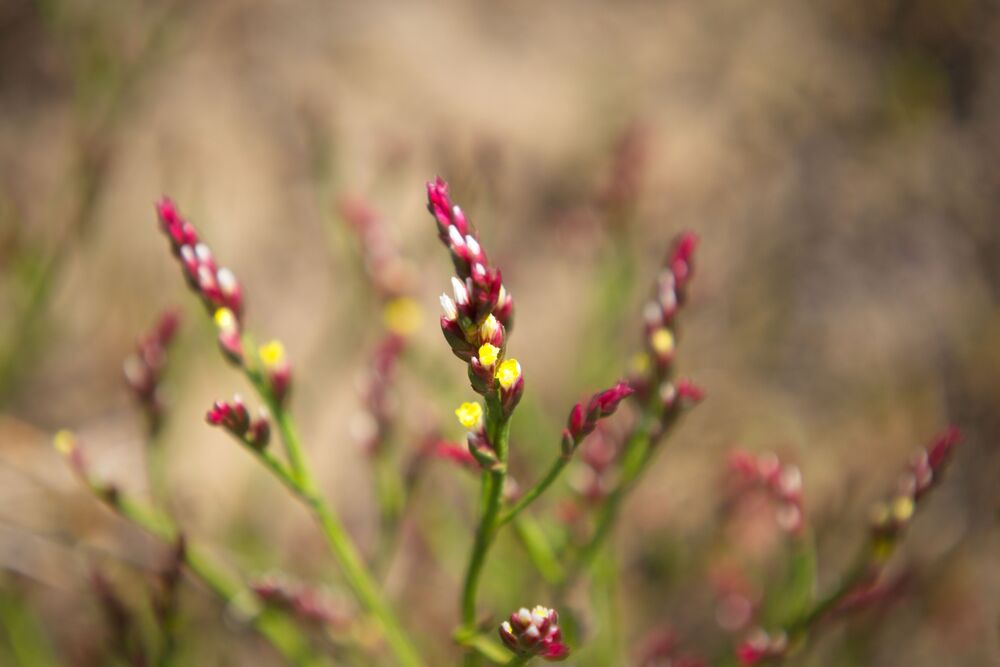 Yellow Sea-lavender