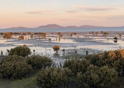 Mangroves, Toora, South Gippsland