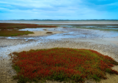 Saltamarsh outcrop Corner Inlet