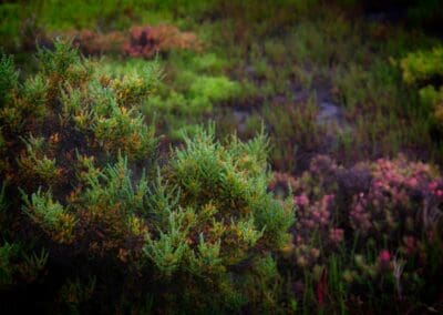 Shrub Glasswort