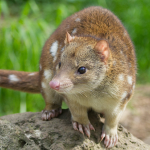 Choose your Annual Donation Amount to the Gippsland Spot-tailed Quoll Recovery Program - Tax Deductible
