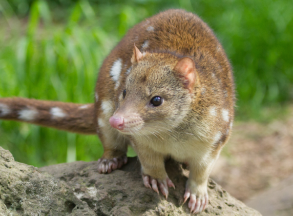 Choose your Annual Donation Amount to the Gippsland Spot-tailed Quoll Recovery Program - Tax Deductible