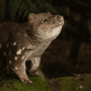 $500 Annual Donation to the Gippsland Spot-tailed Quoll Recovery Program - Tax Deductible