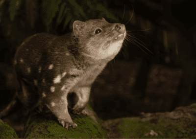 Spot-tailed Quoll