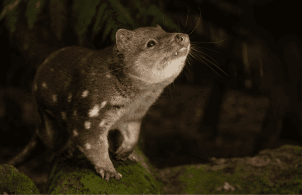 $500 Annual Donation to the Gippsland Spot-tailed Quoll Recovery Program - Tax Deductible