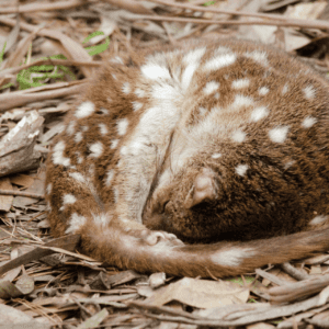 $50 Annual Donation to the Gippsland Spot-tailed Quoll Recovery Program - Tax Deductible
