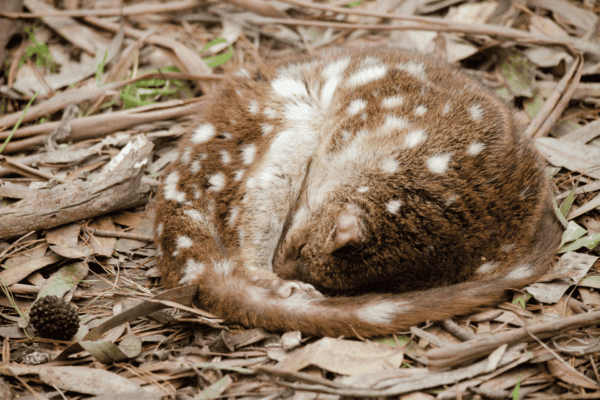 $50 Annual Donation to the Gippsland Spot-tailed Quoll Recovery Program - Tax Deductible