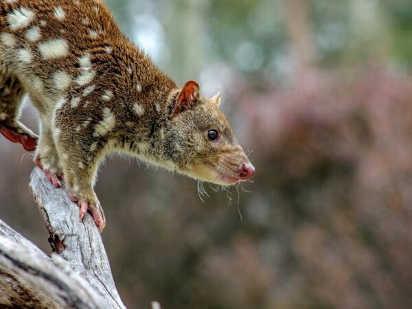 $100 Annual Donation to the Gippsland Spot-tailed Quoll Recovery Program - Tax Deductible