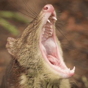 Choose your One Off Donation Amount to the Gippsland Spot-tailed Quoll Recovery Program - Tax Deductible
