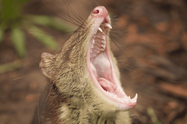 Choose your One Off Donation Amount to the Gippsland Spot-tailed Quoll Recovery Program - Tax Deductible