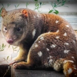 $500 One Off Donation Amount to the Gippsland Spot-tailed Quoll Recovery Program - Tax Deductible