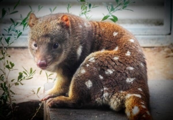 $500 One Off Donation Amount to the Gippsland Spot-tailed Quoll Recovery Program - Tax Deductible