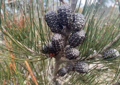 She-oak cones