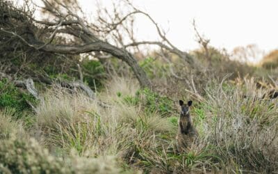Partnership to reverse biodiversity loss on Victoria’s Bass Coast