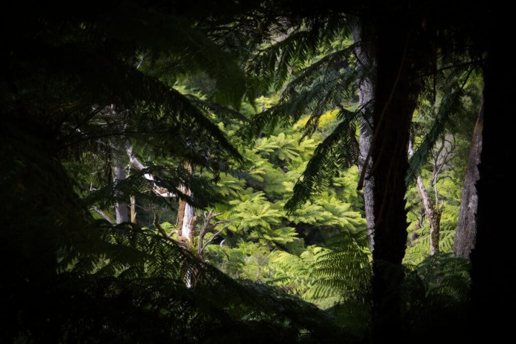 Turtons Creek ferns