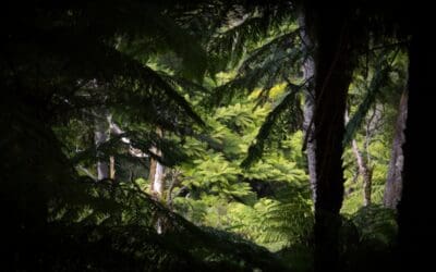 Survey highlights the importance of private land conservation