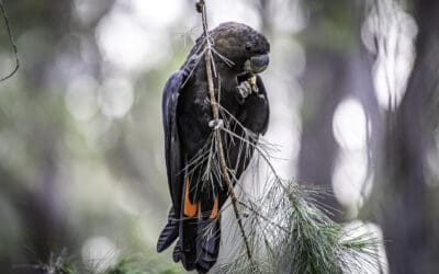 Special Plants for Special Birds