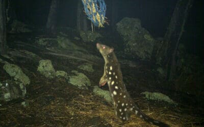 The Secretive Quoll and the Rare Rock-wallaby