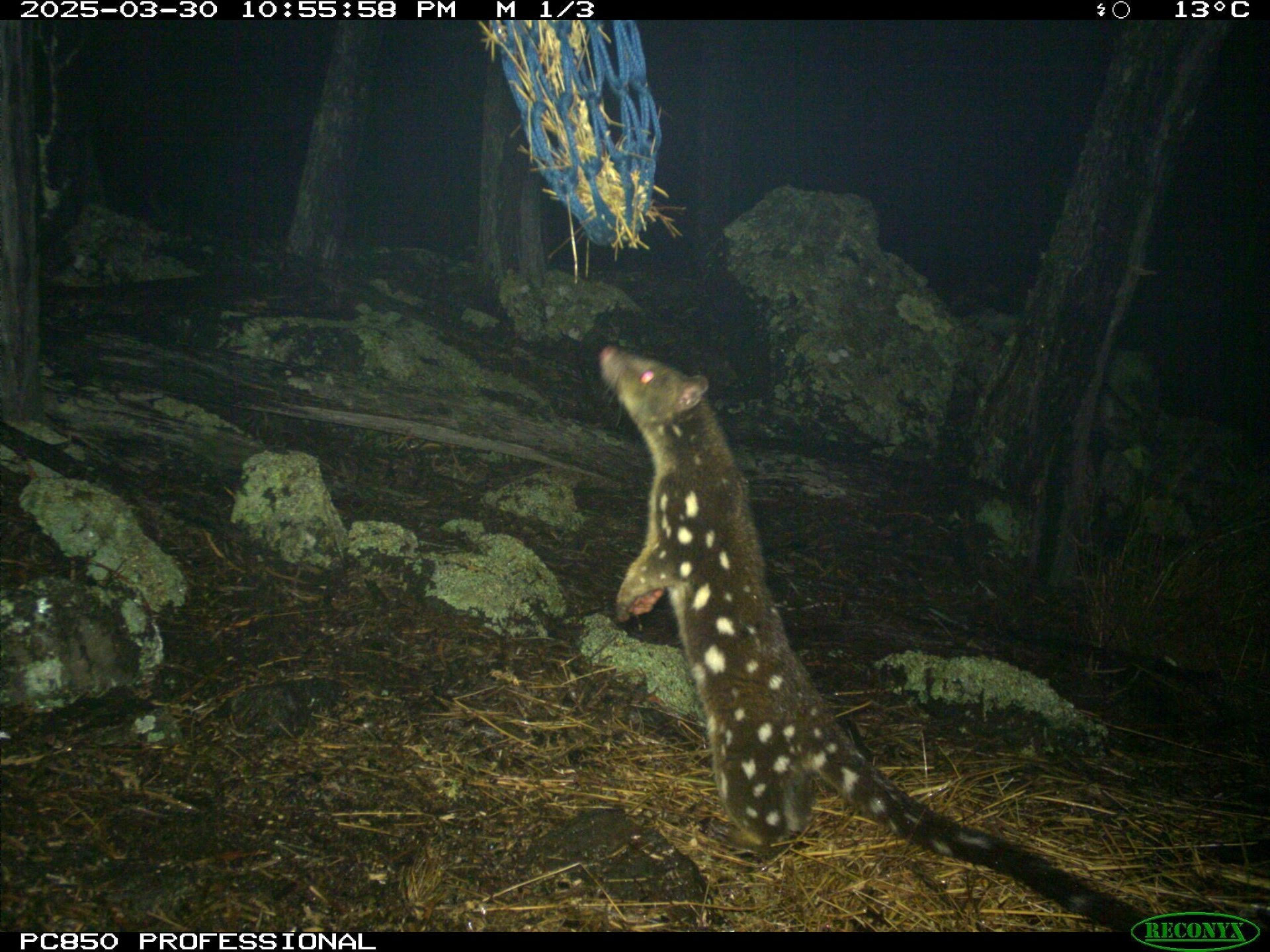 Spot-tailed Quoll Recovery Program