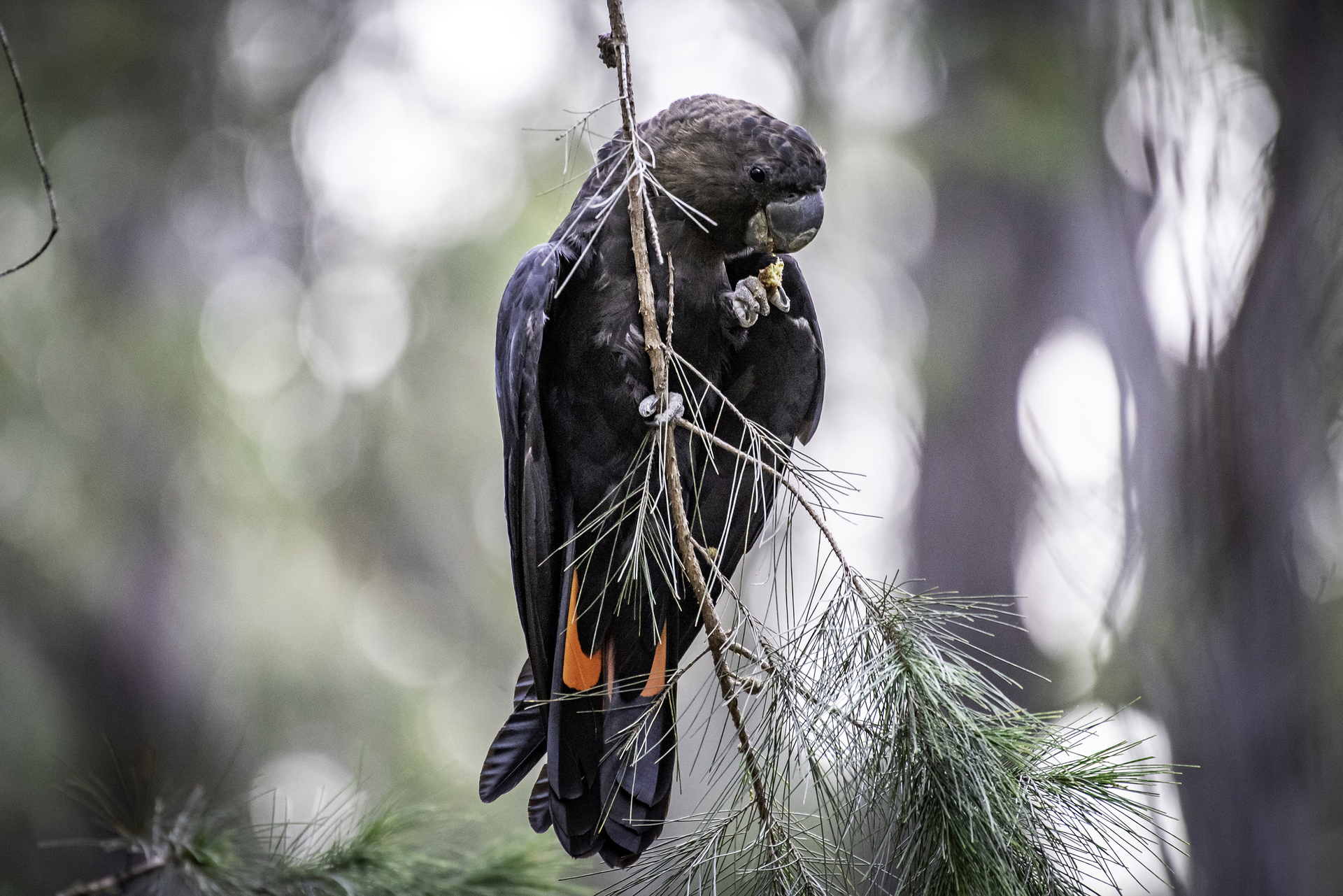 Glossy Black-cockatoo