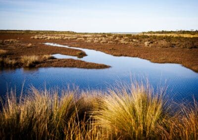 Tidal pools