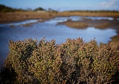 Shrubby Glasswort