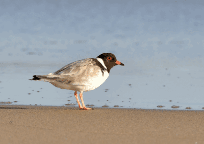 Hooded Plover