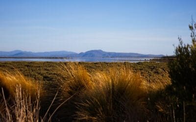 Two islands, one vision – safeguarding Corner Inlet’s saltmarsh communities
