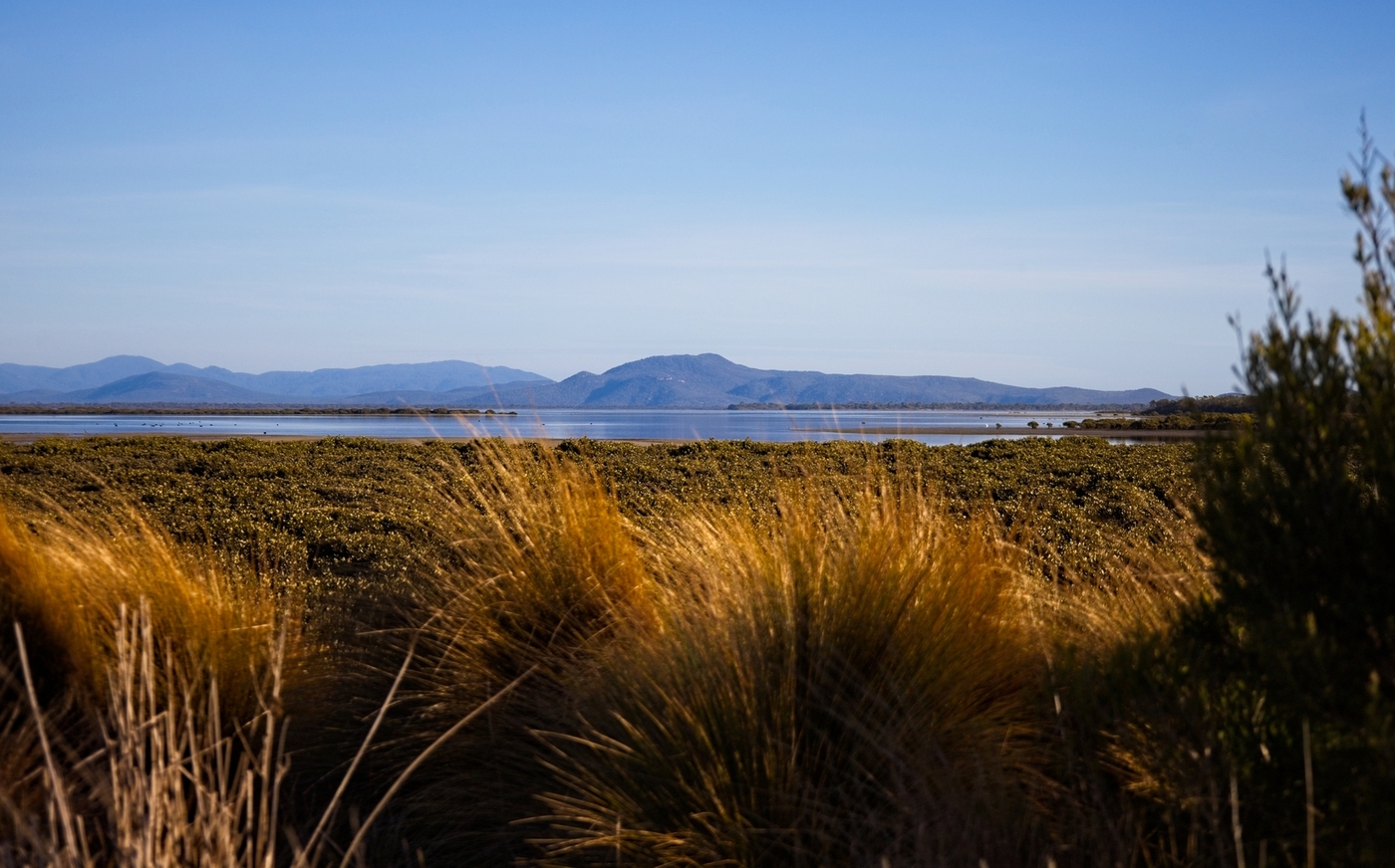 Two islands, one vision – safeguarding Corner Inlet’s saltmarsh communities