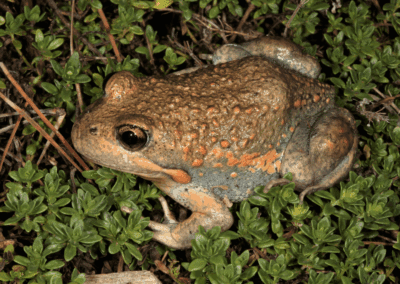 Eastern Banjo Frog