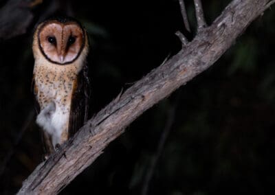 Masked Owl