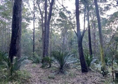 Neds Forest Meringo