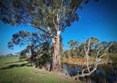 Thanks to conservation activities, the Painkalac Creek is now thriving