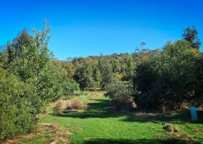 Regeneration activities on Mick Loughnan and Jacinta Halloran's property in the Painkalac Valley.