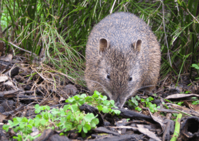Southern Brown Bandicoot