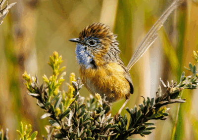 Southern Emu Wren