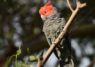 Gang-gang Cockatoo