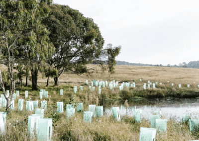 Tree planting