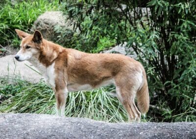 Dingo
