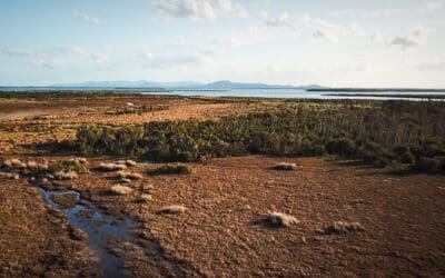 Turning the Tide for Our Coastal Saltmarsh