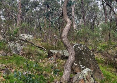 Habitat on EcoGipps' North Paddock property.