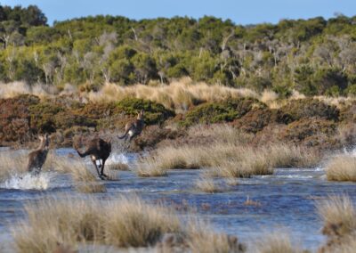 Kangaroo mob, Bullock Island, South Gippsland.