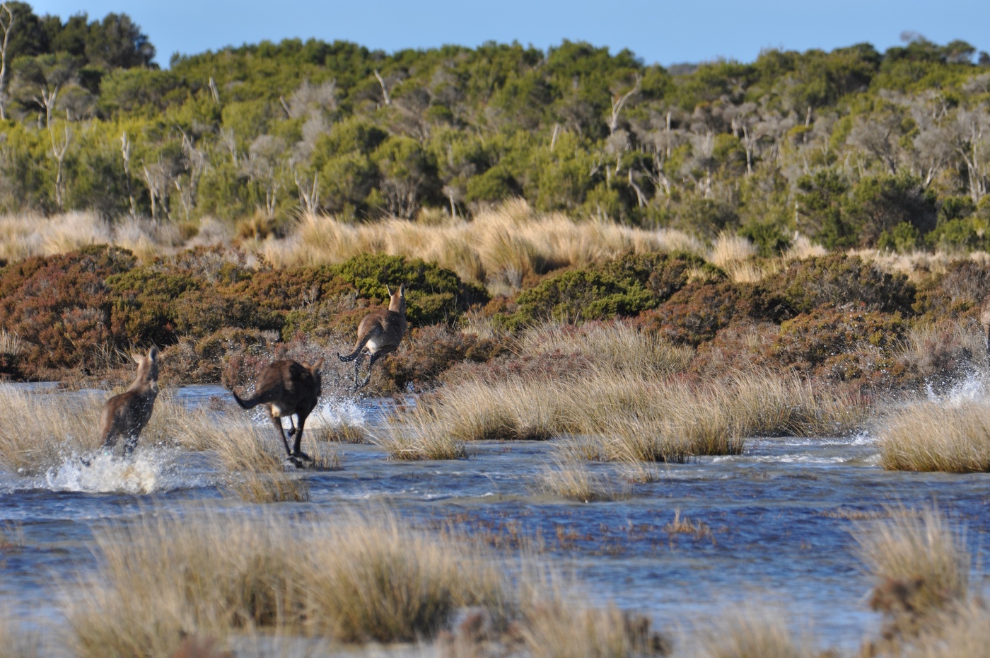 Kangaroo mob, Bullock Island, South Gippsland.