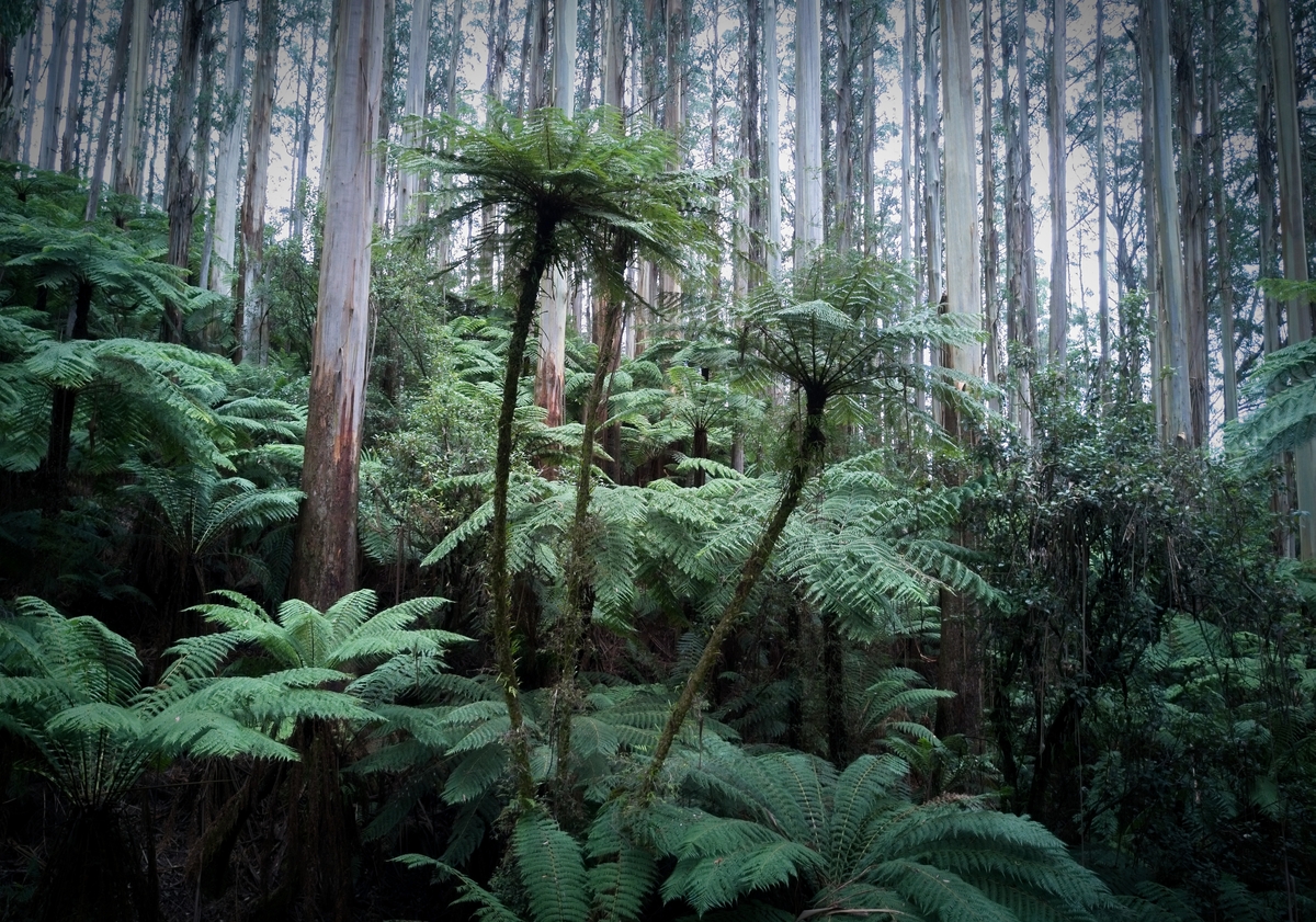 Slender Tree-ferns and Mountain Ash South Gippsland