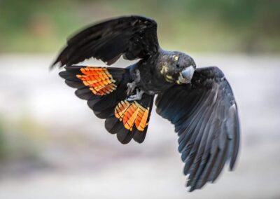 Glossy Black Cockatoo