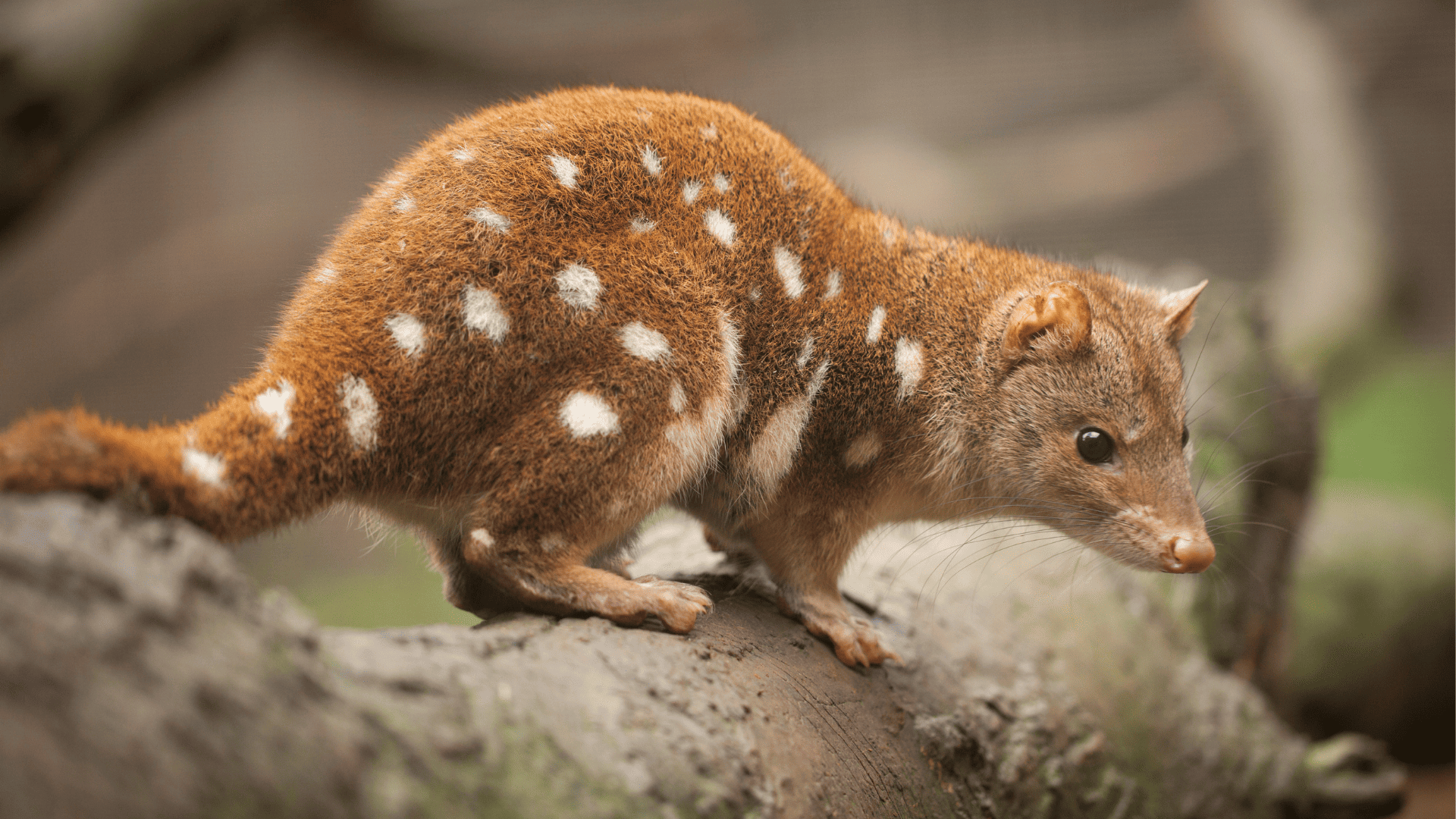 Building the evidence base for Spot-tailed Quoll recovery in East Gippsland